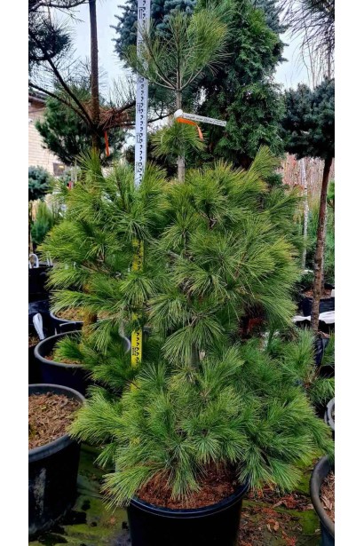 Сосна Веймутова 